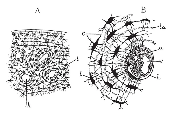 Partie Supérieure Figure Représentant Surface Extérieure Dessin Ligne Vintage Illustration — Image vectorielle