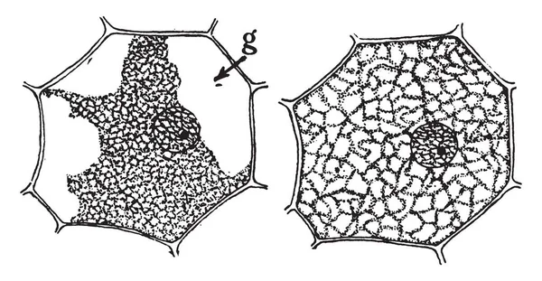 Ein Bild Von Linnaeus Gynandria Dies Ist Das Sexuelle System — Stockvektor