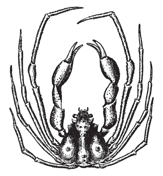 Scorpion Spider Crab Con Lunghe Gambe Sottili Relativamente Piccolo Corpo — Vettoriale Stock