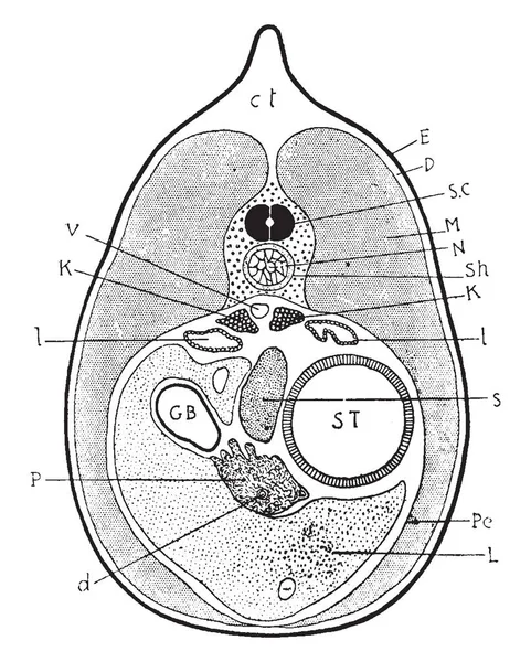 Los Tritones Como Todos Los Otros Anfibios Comienzan Vida Como — Archivo Imágenes Vectoriales