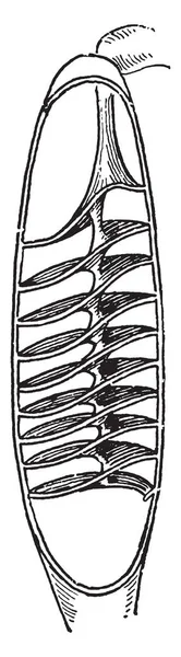 Katup Spiral Skate Gambar Garis Vintage Atau Ilustrasi Engraving - Stok Vektor