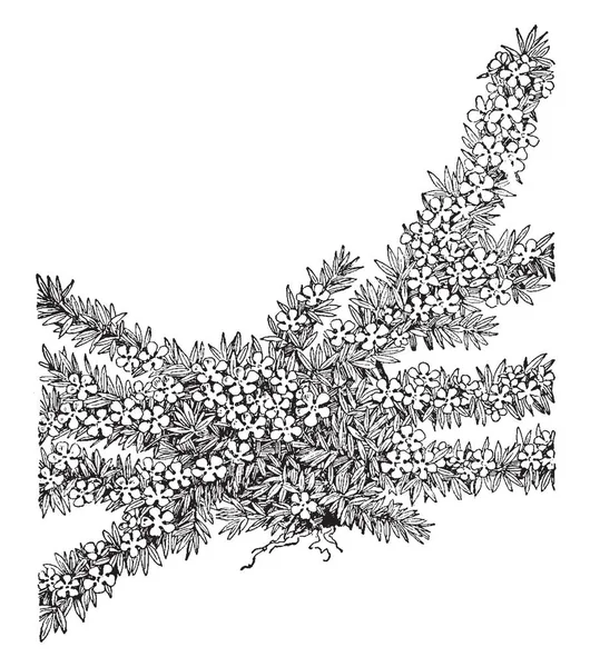 Une Image Montre Mousse Pyxie Pyxie Moss Est Petit Arbuste — Image vectorielle