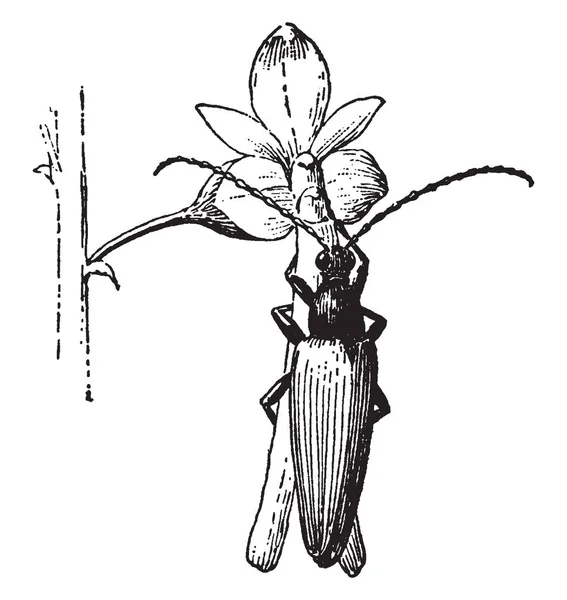 甲虫花的 Twayblade 复古线条画或雕刻插图 — 图库矢量图片