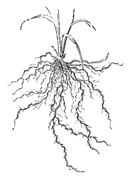 Esta Imagen Muestra Raíces Fibrosas Muy Delgado Igual Que Cabello — Vector de stock