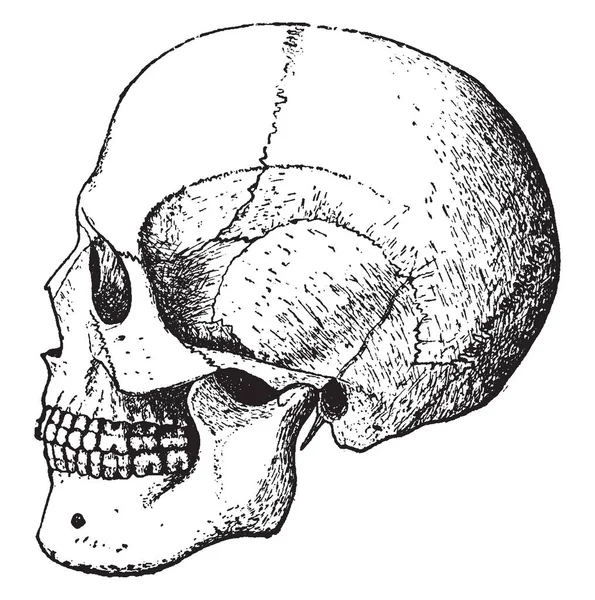 Cette Illustration Représente Bones Head Dessin Ligne Vintage Illustration Gravure — Image vectorielle