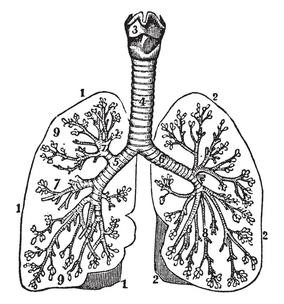 Illustration Represents Bronchia Vintage Line Drawing Engraving Illustration — Stock Vector