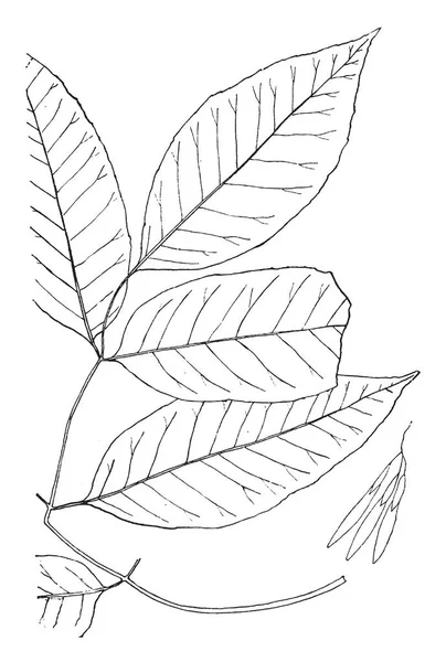 多年草ストックベクター ロイヤリティフリー多年草イラスト Depositphotos