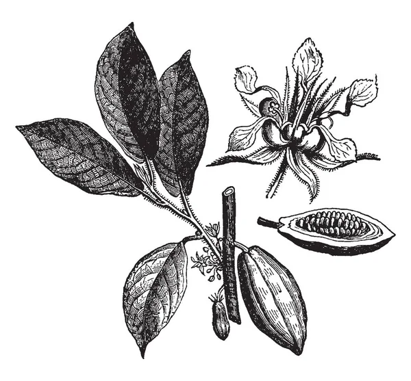 Flor De Cacaoストックベクター ロイヤリティフリーflor De Cacaoイラスト ページ 10 Depositphotos Flor De Cacaoストックベクター ロイヤリティフリーflor De Cacaoイラスト ページ 10 Depositphotos