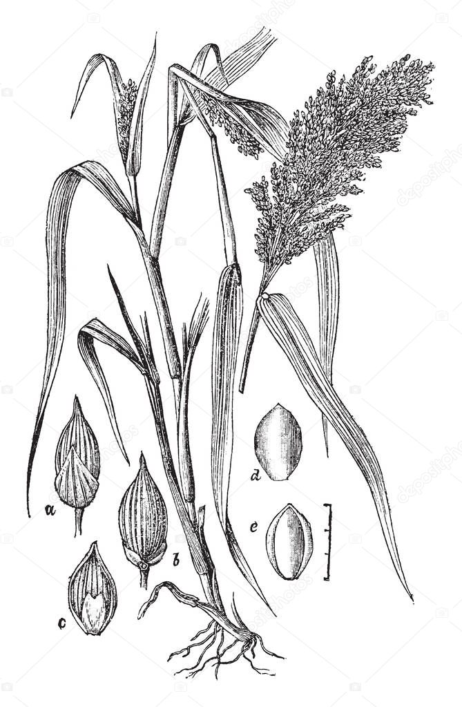 This is an image of Water Flow in Plants. And structure of the water flow inside the plant, vintage line drawing or engraving illustration.