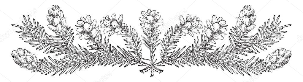 Pine Cone Border, Lower part has decorated with letters and cards, vintage line drawing or engraving illustration.