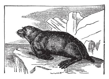 Kürk fokları dokuz tür-in Arctocephalinae, vintage çizgi çizme ait veya illüstrasyon oyma pinnipeds mı.