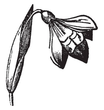 Resim bitkilerin çiçek bir sürü birden fazla şube, vintage çizgi çizme veya oyma resimde gösterilen umbel olarak adlandırılır.