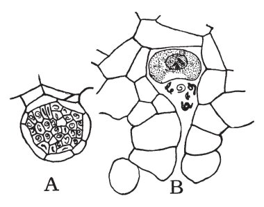 Sanzio Raphael, İtalyan ressam ve mimar Yüksek Rönesans, vintage çizgi çizme veya oyma illüstrasyon o 1483-1520, oldu