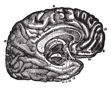 Duygusuz vücut, vintage çizgi çizme veya oyma illüstrasyon orta dikey bölüm.