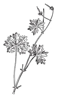 Hop kök kesiti gösteren bir resim. Doku, vintage çizgi çizme veya oyma illüstrasyon yuvarlak şekli olduğunu.