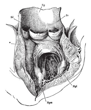 Bu diyagram ventrikül ve aort koydu açık, vintage çizgi çizme veya oyma illüstrasyon temsil eder.