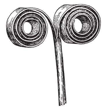 Bir resim karahindiba Scape gösteriyor. Bu bir karahindiba scape bölümdür. Bu bitki, vintage çizgi çizme veya oyma illüstrasyon boyuna curl parçası gösterir.