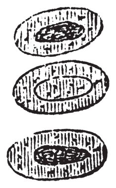 Bir kurbağa kırmızı kan hücrelerinin ilk, su buharı, vintage çizgi çizme veya oyma illüstrasyon eylem ortaya çıkar.