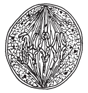 Christopher Columbus, o 1451-1506, oldu bir İtalyan keşfe çıkmak, yönlendirmek, Indies, vintage çizgi çizme veya oyma illüstrasyon iken arayışı içinde Amerika için yol keşfeden ilk valisi Hint Adaları ve sömürge