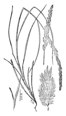 Self-pollinated Baldwin apple'nın küçük bir numune. -Tarım Bakanlığı, 1899, vintage çizgi çizme veya oyma illüstrasyon.