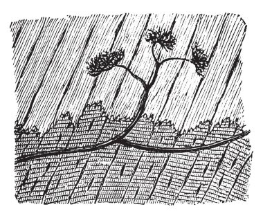 Sinir antenler işlevinde muhtemelen duyusal arası kas dokusu, vintage çizgi çizme veya oyma illüstrasyon bulunur.