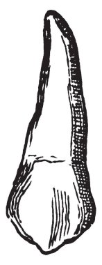 Bu resimde kesici diş, vintage çizgi çizme veya oyma illüstrasyon temsil eder..