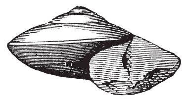 Küçük Hindistan cevizi bir tropikal yaprak dökmeyen ağaç ve onun tohumu yapılmış baharat var. Esas olarak Endonezya'da büyüyor. Bu bağışıklık sistemini güçlendirir, lösemi engeller ve kan dolaşımını, vintage çizgi çizme veya oyma illüstrasyon geliştirir.