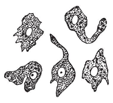 Tis protozlar hareketleri, vintage çizgi çizme veya oyma illüstrasyon nedeniyle form değişikliği göstermek için bir kaç saniye art arda aralıklarla beyaz kan parçacık kabataslak.