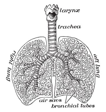Bu resimde diyagramı hava tüpleri akciğerler, vintage çizgi çizme veya oyma illüstrasyon temsil eder..