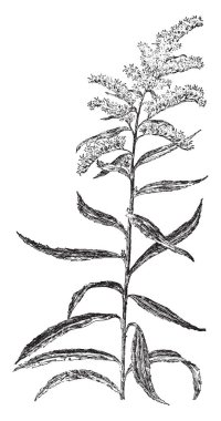 Mavi bayrak Iris adında bir süs bitki gösteren resim. Dik, vintage çizgi çizme veya oyma illüstrasyon yapraklar.