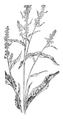 Egzersiz, vintage çizim yaparak veya illüstrasyon oyma bir adam