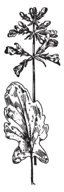 Tabiat Ana, kış, bu sahnede bir kadın ormanda kış sezonunda gösterir ağaçlar kaplı buz, vintage çizgi çizme veya oyma illüstrasyon