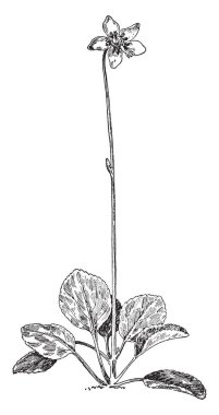 One-Flowered Pyrola bitki bir resim. Yapraklarını bazal, oval-eliptik, küçük dişleriyle önlemek için vardır. Çiçekleri beyaz renkli, vintage çizgi çizme veya oyma illüstrasyon.