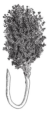 Bu bir Jowar üründür, bu tablo onun kök kalın Jowar ve çizim veya illüstrasyon oyma güçlü, vintage çizgi bir tanesi.