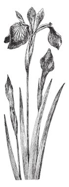 Bu plan yaprak bir resmi vardır. Bu yaprak özellikle üç broşürler, vintage çizim sahip veya illüstrasyon oyma üç kez düzenlenmiş.