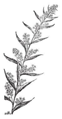 Resim sarı ahşap kuzukulağı çiçek bitki gösterir. Sarı ahşap kuzukulağı yonca şeklindeki yaprakların nispeten küçük vardır. Küçük, kapsül gibi meyve sapı, vintage çizgi çizme veya oyma illüstrasyon terminal ateş tepesine keskin açı vardır.