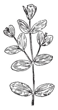 Planula anne dokular, vintage çizgi çizme veya oyma illüstrasyon içine alınmış Laomedea.