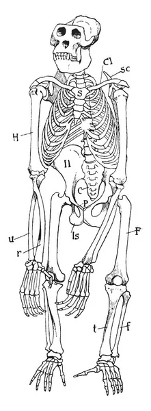 男性大猩猩骨架有锁骨 复古线画或雕刻插图 — 图库矢量图片