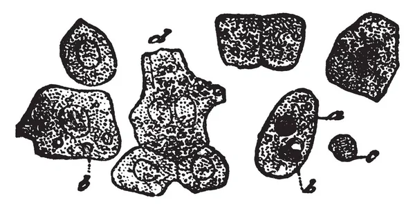 Синусоиды Печени Облицованы Двумя Типами Клеток Рисунок Винтажной Линии Гравировка — стоковый вектор