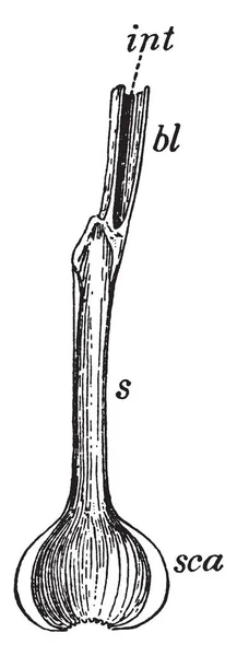 洋葱叶的纵断面 Sca 加厚的叶基 形成一个灯泡规模 薄的叶鞘 叶的叶片 Int 叶片中空内部 卑尔根 1896 — 图库矢量图片