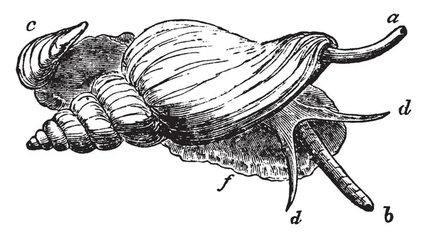 Red Whelk Species Northeast Atlantic Sea Snail Vintage Line Drawing — Stock Vector
