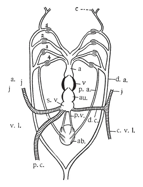 Diagrama Corazón Arcos Branquiales Ceratodus Dibujo Línea Vintage Ilustración Grabado — Vector de stock