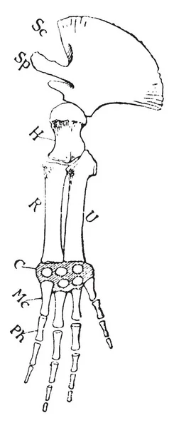 Membre Antérieur Gauche Des Balaenoptères Dessin Ligne Vintage Illustration Gravure — Image vectorielle