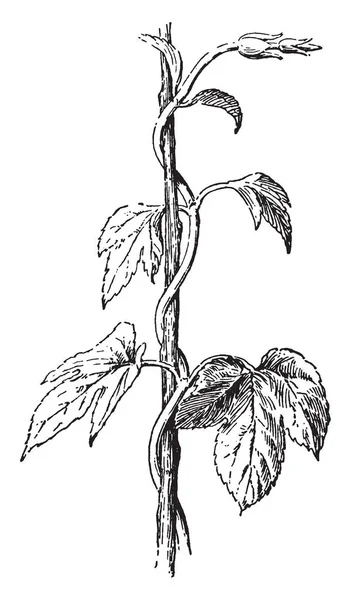 图中显示了跳跃的缠绕茎 跃点原产于北半球的温带地区 啤酒花是啤酒花种的雌性花朵 是多年生草本植物 复古线画或雕刻插图 — 图库矢量图片