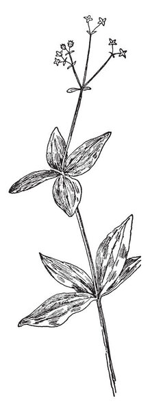 A picture showing the first and second developmental stages of collenchyma. In this stage cross and longitudinal section of a collenchyma cell are in its primary meristem condition, vintage line drawing or engraving illustration.