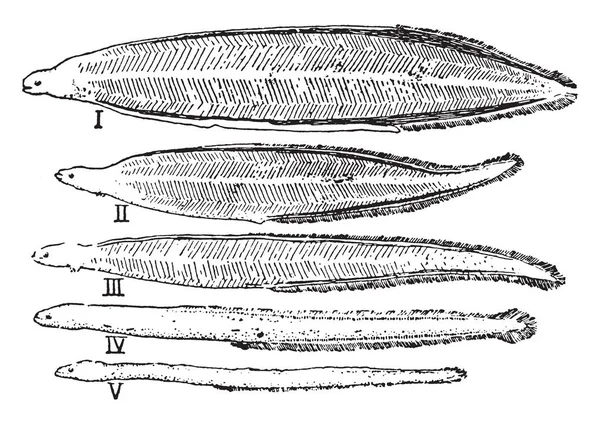 うなぎ開発 ウナギはウナギ ビンテージの線描画や彫刻イラストの細長い骨の多い魚 — ストックベクタ