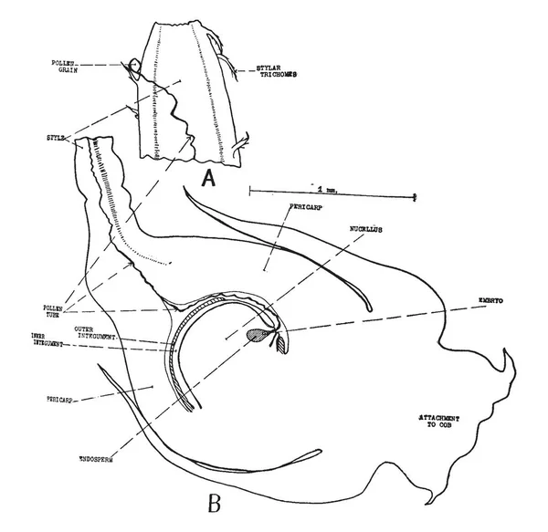 Det Här Diagrammet Ett Pollen Tube Del Gametofyten Fröväxter Vintage — Stock vektor