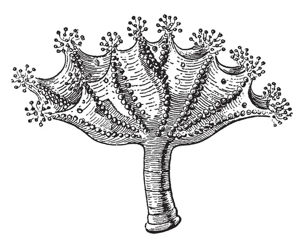 Bir büyük saplı denizanası, vintage çizgi çizme veya oyma illüstrasyon Lucernaria olduğunu.