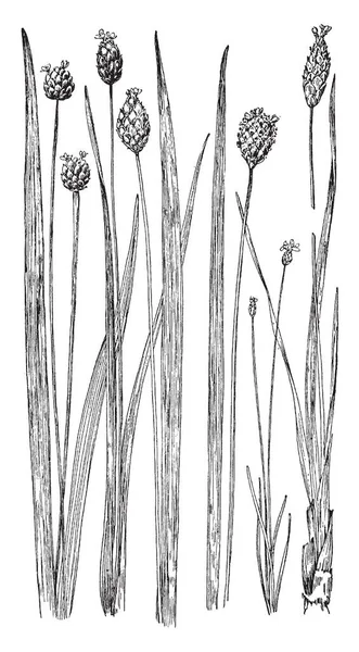 그것은 Pickerelweed 빈티지 그림에 속하는 질경이 — 스톡 벡터