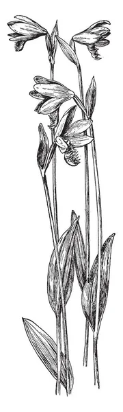 1823 1893 岁的弗朗西斯 帕克曼 他是美国历史学家 著名的俄勒冈小径的作者 草原和落基山生活素描 复古线画或雕刻插图 — 图库矢量图片